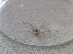 Loxosceles rufescens