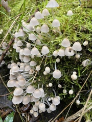Coprinellus disseminatus