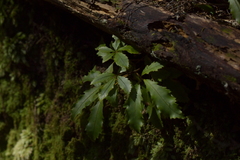 Pseudopanax discolor