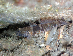 Bathygobius krefftii