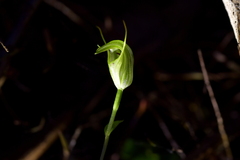 Pterostylis trullifolia