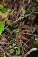 Pterostylis trullifolia