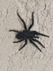 Amblyocarenum walckenaeri