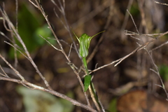 Pterostylis trullifolia