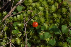 Nertera dichondrifolia