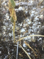 Ornithogalum concinnum