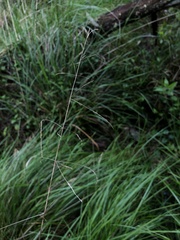 Poa labillardierei