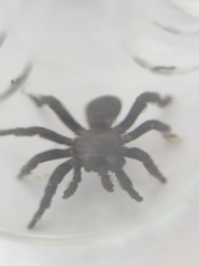 Amblyocarenum walckenaeri