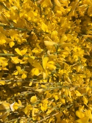 Genista cinerascens