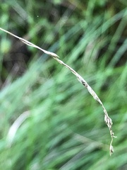 Poa labillardierei