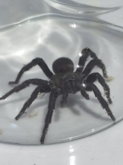 Amblyocarenum walckenaeri