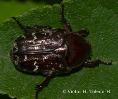 Euphoria leucographa