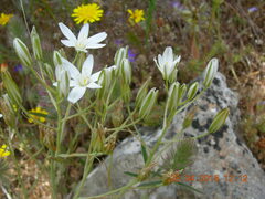 Ornithogalum gussonei