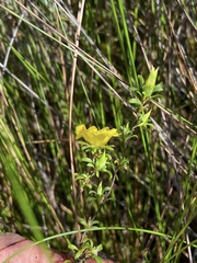 Hibbertia notibractea