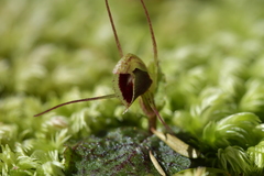 Corybas oblongus