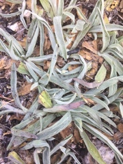 Hieracium spathulatum