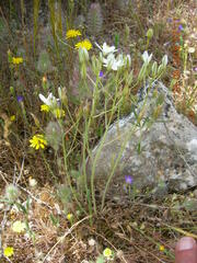 Ornithogalum gussonei
