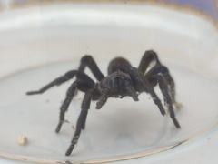 Amblyocarenum walckenaeri