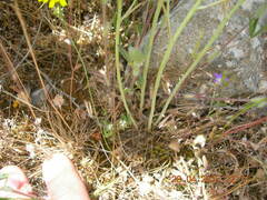 Ornithogalum gussonei