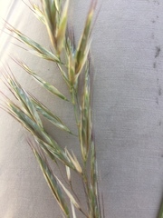 Helictochloa marginata