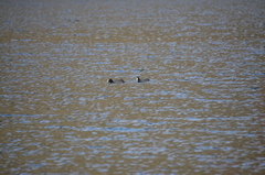 Fulica atra australis