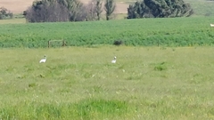 Anthropoides paradiseus