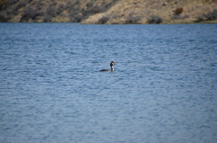 Podiceps cristatus australis