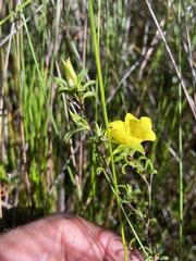 Hibbertia notibractea
