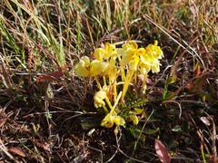 Pedicularis longiflora