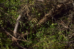 Pterostylis trullifolia