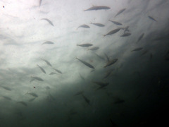 Trachurus novaezelandiae
