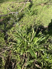 Cynoglossum australe