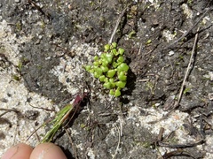Hydrocotyle alata