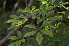 Pseudopanax discolor