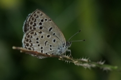 Pseudozizeeria maha
