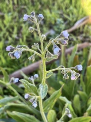 Cynoglossum australe