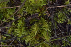 Thuidiopsis