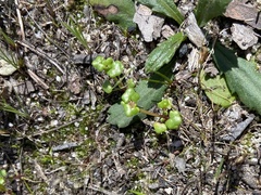Hydrocotyle alata