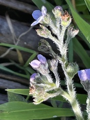 Cynoglossum australe