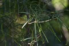 Nestegis montana