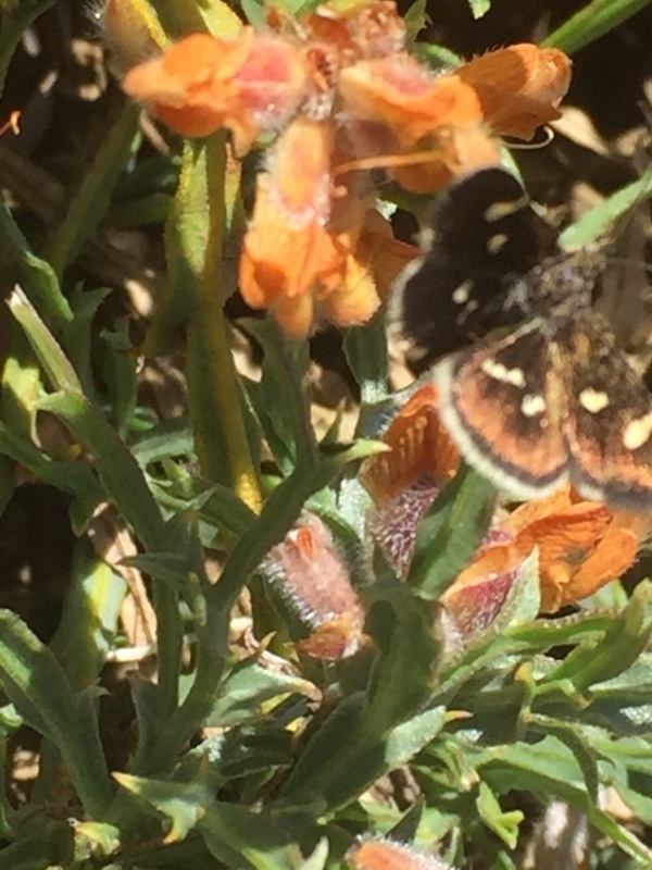 Eurrhypis guttulalis