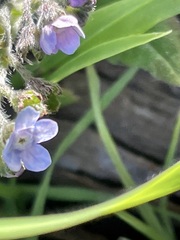 Cynoglossum australe