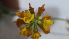 Listia bainesii