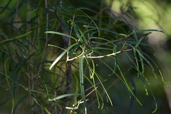 Nestegis montana