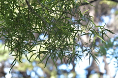 Nestegis montana
