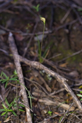 Caladenia atradenia