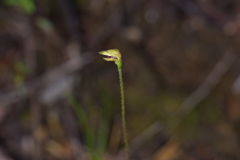 Caladenia atradenia
