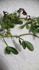 Listia bainesii