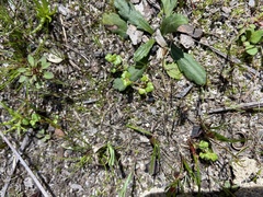 Hydrocotyle alata
