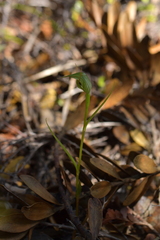 Pterostylis agathicola